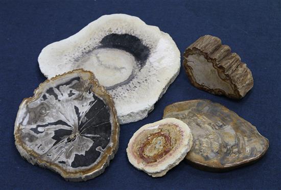 A collection of five assorted fossilised tree sections, largest 17in.